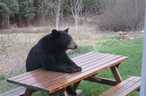 bears-waiting-patiently.jpg